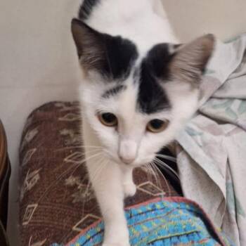 Turkish Van Cats Available for Adoption in Brampton, Ontario - Jaimie | PetCurious