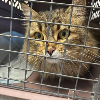 Domestic Long Hair Cats Available for Adoption - Carmella | PetCurious