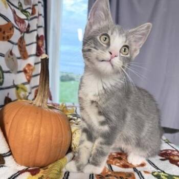 Hound -  Domestic Short Hair Cat for Adoption in Rochester, Minnesota - Hound | PetCurious