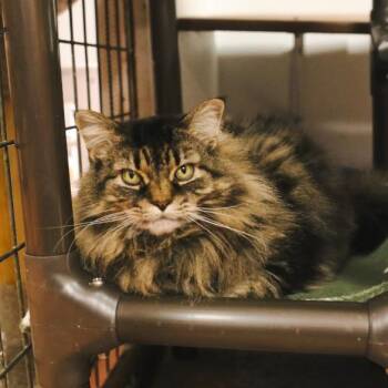 Domestic Long Hair Cats Available for Adoption - Juniper “Gizmo”  | PetCurious