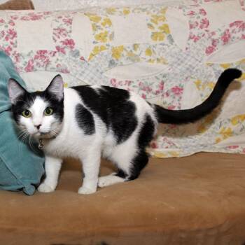 Rescue Domestic Short Hair Cats for Adoption in Redlands, California - Marble | PetCurious