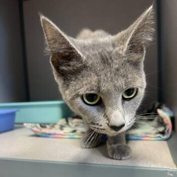 Stormie -  Domestic Short Hair Cat for Adoption in Cedar Rapids, Iowa - Stormie | PetCurious