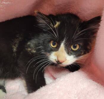 Anise -  Domestic Short Hair Cat for Adoption in Vancouver, Washington - Anise | PetCurious