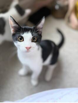 Panda -  Domestic Short Hair Cat for Adoption in Bellmawr, New Jersey - Panda | PetCurious