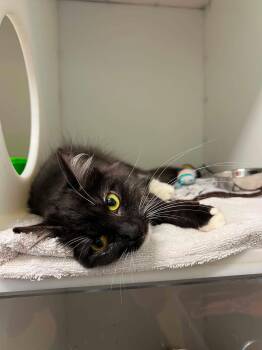 Gaia -  Domestic Medium Hair Cat for Adoption in Delson, Quebec - Gaia | PetCurious