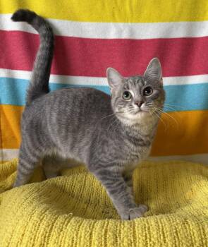 Rescue American Shorthair Cats for Adoption in Barboursville, West Virginia - Shade | PetCurious