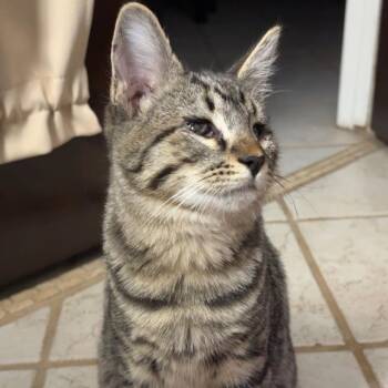 Piccolo -  Domestic Short Hair Cat for Adoption in Yuma, Arizona - Piccolo | PetCurious