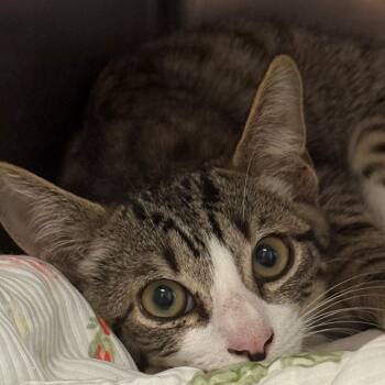 Forrest -  Domestic Short Hair Cat for Adoption in East Hanover, New Jersey - Forrest | PetCurious