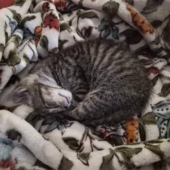 Ubba -  Domestic Short Hair Cat for Adoption in Richland, Michigan - Ubba | PetCurious