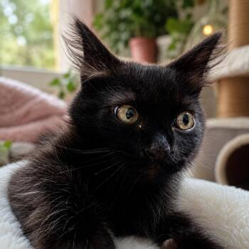 Ashira -  Domestic Medium Hair Cat for Adoption in Guaynabo, Guaynabo - Ashira | PetCurious