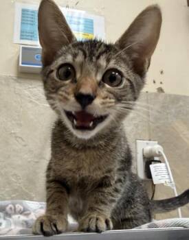 Astro -  Domestic Short Hair Cat for Adoption in Honolulu, Hawaii - Astro | PetCurious