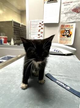 SQUEAK -  Domestic Short Hair Cat for Adoption in Riverside, California - SQUEAK | PetCurious