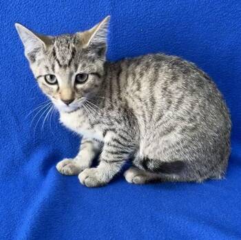 Lava Girl -  Domestic Short Hair Cat for Adoption in Valdosta, Georgia - Lava Girl | PetCurious