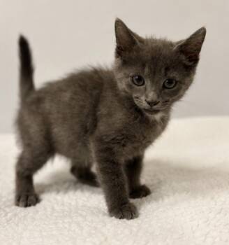 Polites -  Domestic Short Hair Cat for Adoption in Homer Glen, Illinois - Polites | PetCurious