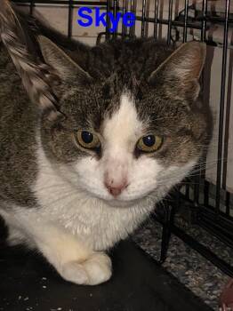 Rescue Domestic Short Hair Cats for Adoption in Westbury, New York - Skye Teresa | PetCurious