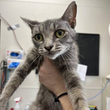Domestic Short Hair Cats Available for Adoption in Columbiana, Alabama - Sweet Pea | PetCurious