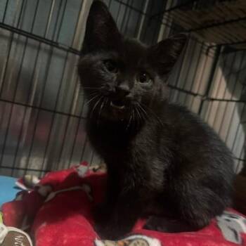 HeatWave C11846 -  Domestic Short Hair Cat for Adoption - HeatWave C11846 | PetCurious