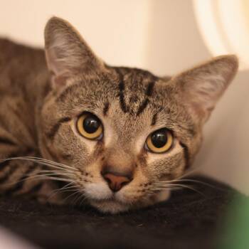 Henry -  Domestic Short Hair Cat for Adoption in Philadelphia, Pennsylvania - Henry | PetCurious