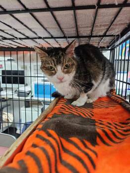 Domestic Short Hair Cats Available for Adoption in Los Angeles, California - Harper | PetCurious