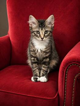 Rosalina -  Domestic Medium Hair Cat for Adoption in Hickory, North Carolina - Rosalina | PetCurious