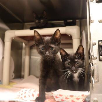 Domestic Short Hair Cats Available for Adoption in Briarcliff Manor, New York - Fred | PetCurious