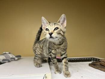 Ghost Pepper -  Domestic Short Hair Cat for Adoption - Ghost Pepper | PetCurious