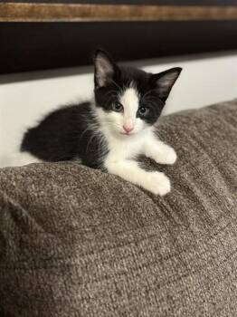 Domestic Short Hair Cats Available for Adoption in Fort Walton Beach, Florida - TUCKER T | PetCurious