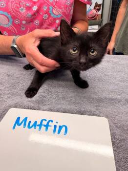 Muffin -  Domestic Short Hair Cat for Adoption in Vancouver, Washington - Muffin | PetCurious