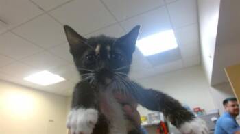 HEX -  Domestic Short Hair Cat for Adoption in Doral, Florida - HEX | PetCurious