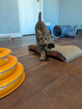 Bucky -  Domestic Short Hair Cat for Adoption in Harpers Ferry, West Virginia - Bucky | PetCurious