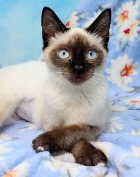 Siamese Cats Available for Adoption in Tierra Verde, Florida - Jade | PetCurious