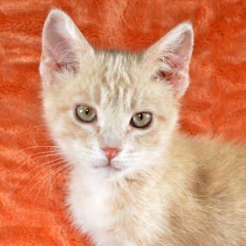 Rescue Domestic Short Hair and Tabby Cats for Adoption in Traverse City, Michigan - Buffy | PetCurious