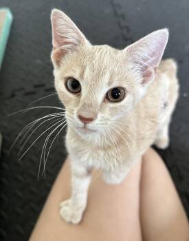 Scribble -  Domestic Short Hair Cat for Adoption in Newport, Kentucky - Scribble | PetCurious