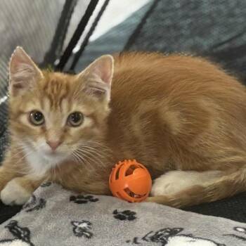 Rescue Domestic Medium Hair Cats for Adoption in Fort Lauderdale, Florida - Appa | PetCurious