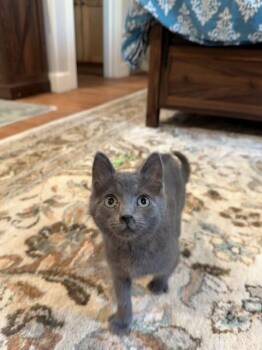 Glimmer -  Domestic Short Hair Cat for Adoption in Rochester, Washington - Glimmer | PetCurious