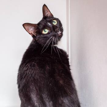 Cookie -  Domestic Short Hair Cat for Adoption in Hattiesburg, Mississippi - Cookie | PetCurious