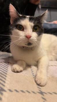 Moo moo -  Domestic Short Hair Cat for Adoption in Greensburg, Indiana - Moo Moo | PetCurious