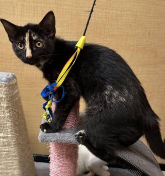 Domestic Short Hair Cats Available for Adoption in Dayton, Minnesota - Rodolfo | PetCurious