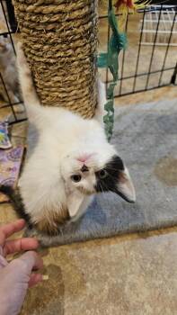 Rescue Domestic Short Hair Cats for Adoption in Albany, Wisconsin - Aphid | PetCurious