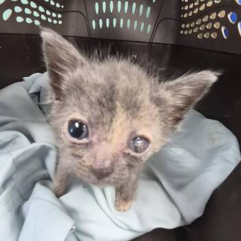 Blynken -  Domestic Short Hair Cat for Adoption in Cleveland, Mississippi - Blynken | PetCurious