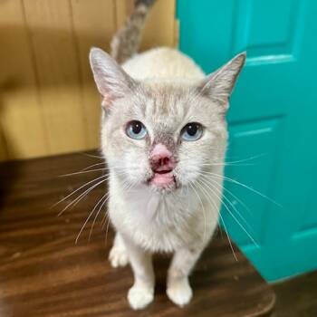 Rescue Tonkinese Cats for Adoption in Chicago, Illinois - Athena | PetCurious