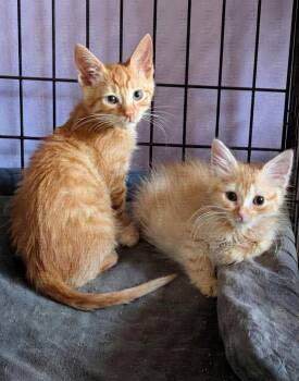 Cassius Clay & Sugar Ray - box(ing) babies -  Domestic Medium Hair Cat for Adoption in San Jose, California - Cassius Clay & Sugar Ray - Box(ing) Babies | PetCurious