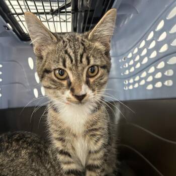 Eagle -  Domestic Short Hair Cat for Adoption in Indianapolis, Indiana - Eagle | PetCurious