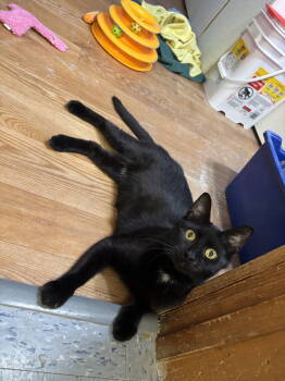 Rescue Domestic Short Hair Cats for Adoption in Hopewell, Virginia - Midnight | PetCurious