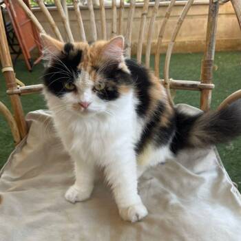 Rescue Persian and Maine Coon Cats for Adoption in Brampton, Ontario - Calila | PetCurious