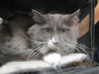 Grayson(648) -  Domestic Long Hair Cat for Adoption in Marietta, Georgia - Grayson(648) | PetCurious