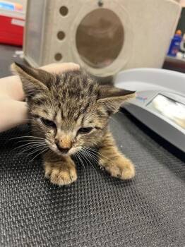 LARRY THE LIZARD -  Domestic Short Hair Cat for Adoption in Thousand Palms, California - LARRY THE LIZARD | PetCurious