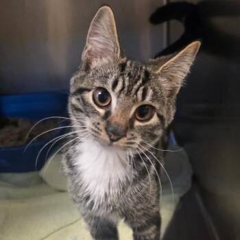 Mochi -  Domestic Short Hair Cat for Adoption in Bristol, Indiana - Mochi | PetCurious