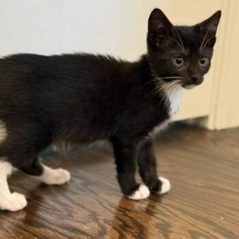 Nissan Altima -  Domestic Short Hair Cat for Adoption in Cumming, Georgia - Nissan Altima | PetCurious