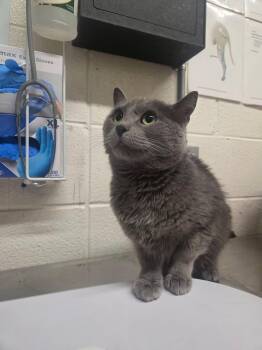 Timothia -  Domestic Short Hair Cat for Adoption in Fruit Heights, Utah - Timothia | PetCurious